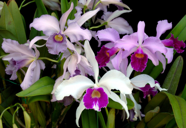 Обои картинки фото цветы, орхидеи, много, белый