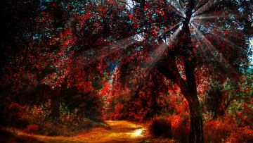 Картинка ray of lights природа лес свет тропинка