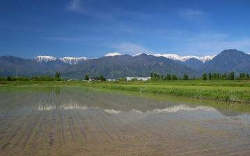 Картинка природа поля поле рис горы вода