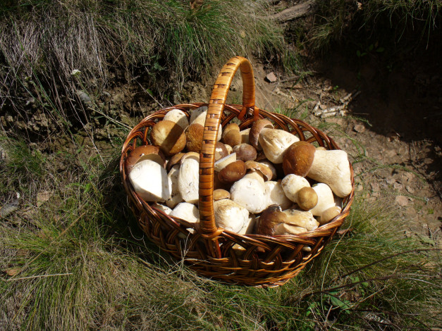 Обои картинки фото еда, грибы, грибные, блюда, лукошко