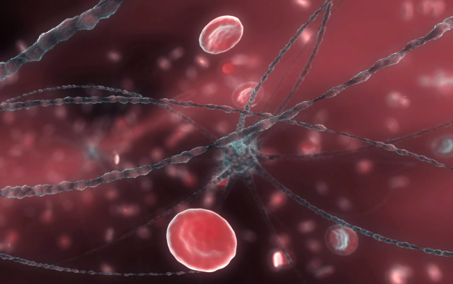 Обои картинки фото neuron, and, red, blood, cells, 3д, графика, abstract, абстракции, микромир, клетки, кровь, нейрон