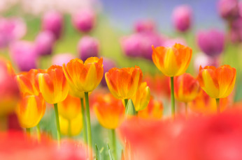 Картинка цветы тюльпаны луг сад лепестки весна