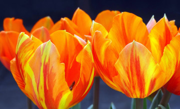 Картинка цветы тюльпаны макро весна лепестки