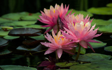 Картинка цветы лилии+водяные +нимфеи +кувшинки водяная розовая лилия нимфея