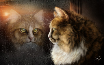 Картинка рисованное животные +коты отражение дождь кот настроение окно