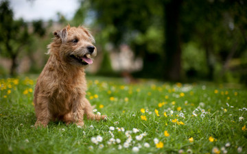 Картинка животные собаки трава пес собака цветы луг