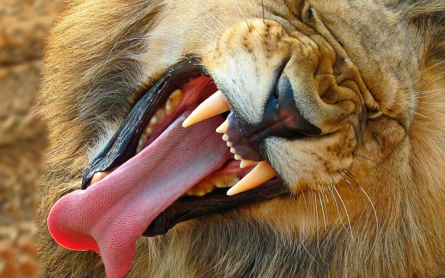 Обои картинки фото животные, львы, морда, голова, лев, пасть, клыки, язык, зевота