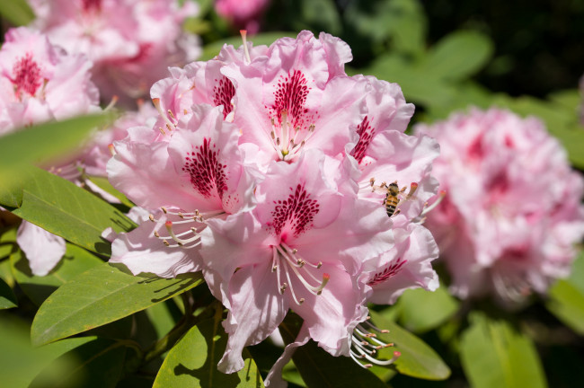 Обои картинки фото цветы, рододендроны , азалии, розовый, макро, азалия, рододендрон, пчела
