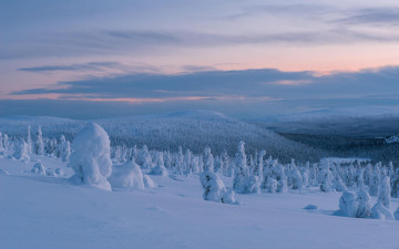 Картинка природа зима снег деревья сугробы лапландия