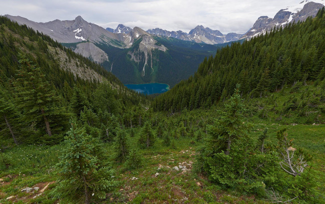 Обои картинки фото природа, горы, лес, канада, британская, колумбия, зеленый, трава