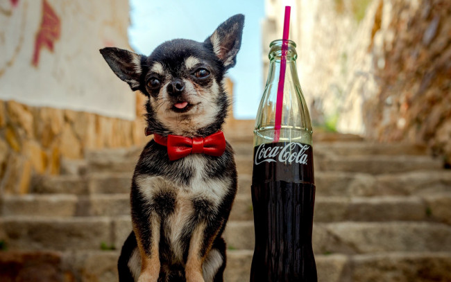 Обои картинки фото бренды, coca-cola, напиток, собачка