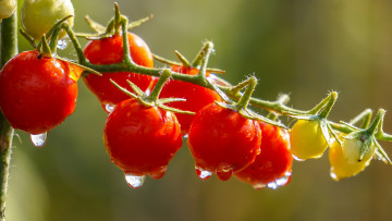 Картинка природа плоды помидоры