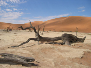 Картинка природа пустыни песок дерево