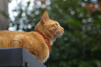 Картинка животные коты ошейник рыжий кот