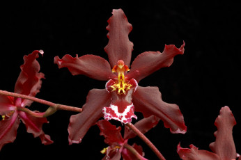 Картинка цветы орхидеи бордовый
