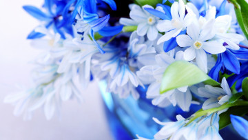 Картинка цветы голубые