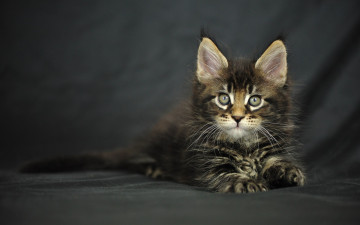 Картинка животные коты мейн-кун котенок
