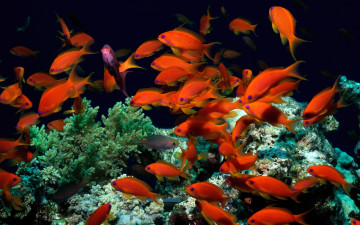 Картинка животные рыбы кораллы