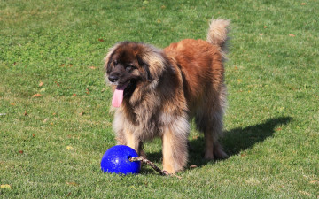Картинка животные собаки пес мяч