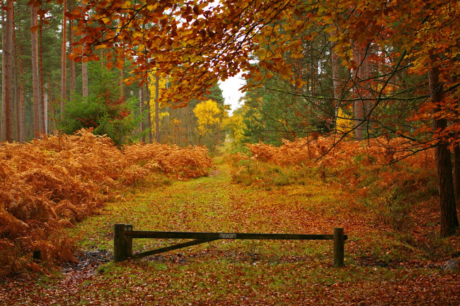 Обои картинки фото природа, лес, желтый, осень, листья, деревья