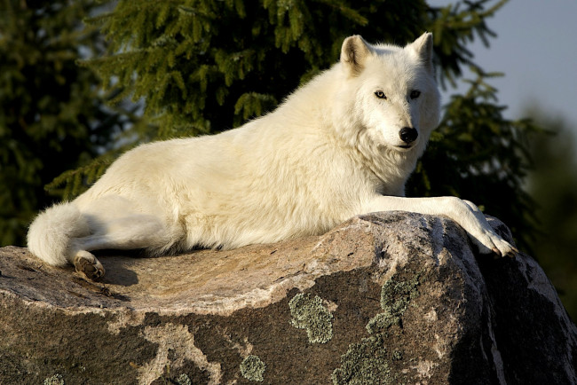 Обои картинки фото животные, волки, отдых, хищник, белый