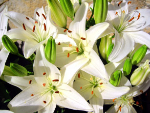 Картинка цветы лилии лилейники белый лепестки