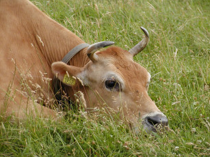 Картинка животные коровы буйволы корова трава