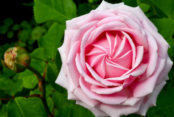 Картинка цветы розы лепестки розовый огромный