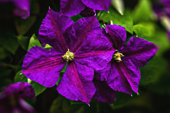 Картинка цветы клематис ломонос фиолетовый лепестки