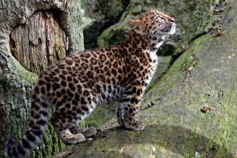 Картинка животные леопарды детеныш малыш котенок пятна