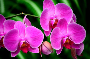 Картинка цветы орхидеи розовый яркий