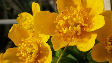 Картинка цветы калужницы лютики желтый