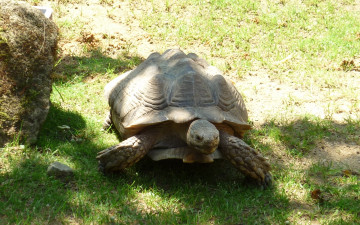 Картинка животные Черепахи черепаха трава тени