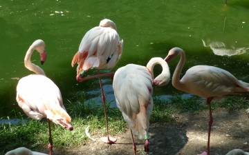 обоя животные, фламинго, водоем, зоопарк
