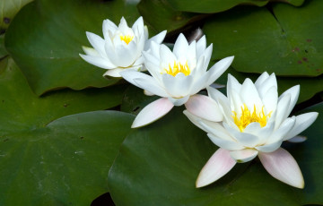 Картинка цветы лилии водяные нимфеи кувшинки белый трио листья вода