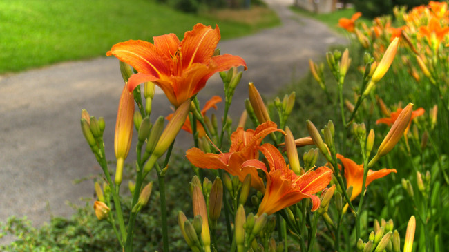 Обои картинки фото цветы, лилии, лилейники, оранжевый