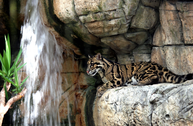 Обои картинки фото животные, леопарды, водопад, камни, дымчастый, леопард