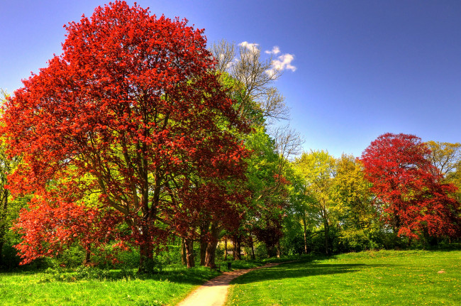 Обои картинки фото германия, гамбург, парк, ениш, природа, дорожка, деревья