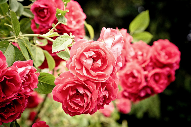 Обои картинки фото цветы, розы, много, куст, красный
