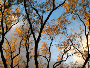 Картинка природа деревья небо осень дерево ветки