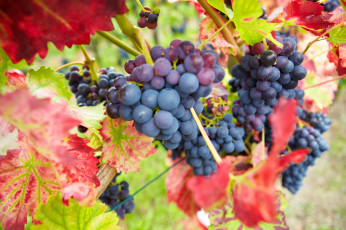 Картинка природа Ягоды виноград урожай осень грозди ягоды бордовые красные листья