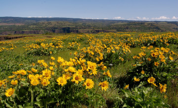 Картинка природа луга цветы луг горизонт овраг холмы долина