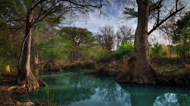 Обои картинки фото природа, реки, озера, лес, река, стволы, корни