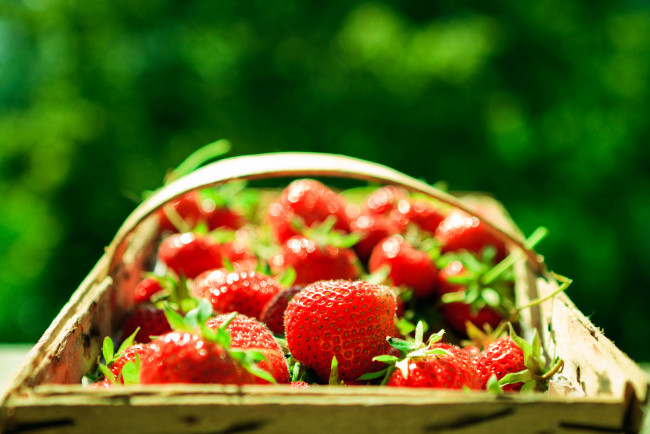 Обои картинки фото еда, клубника, земляника, красные, ягоды, корзина, корзинка, макро, фон, зелень