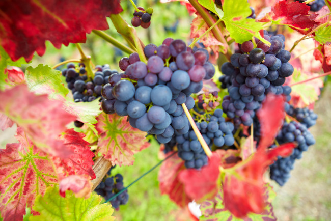 Обои картинки фото природа, Ягоды, виноград, урожай, осень, грозди, ягоды, бордовые, красные, листья