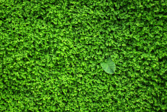 обоя разное, текстуры, зелень, стена, растение, листочки