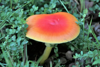 Картинка природа грибы гриб макро