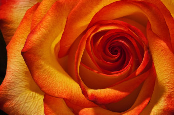 Картинка цветы розы цветение роза цвет лепестки
