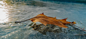 Картинка природа листья лист лёд