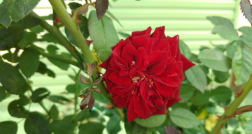 Картинка цветы розы красная